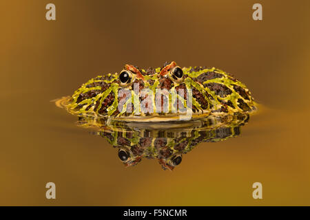 Argentinian Horned Frog (Ceratophrys Ornata) Stock Photo