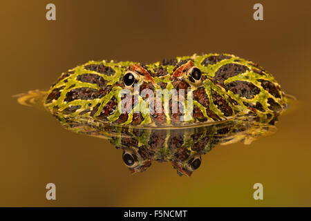 Argentinian Horned Frog (Ceratophrys Ornata) Stock Photo