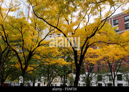 Honey locust trees in a park on Rector Place in Battery Park City, a neighborhood in Lower Manhattan, New York City. Stock Photo