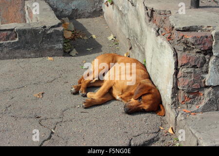 dog resting lay on the pavement near the wall Stock Photo