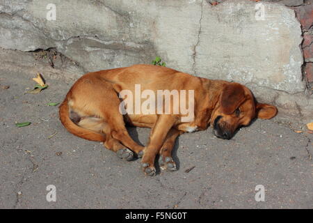 the street on the pavement is a dog Stock Photo