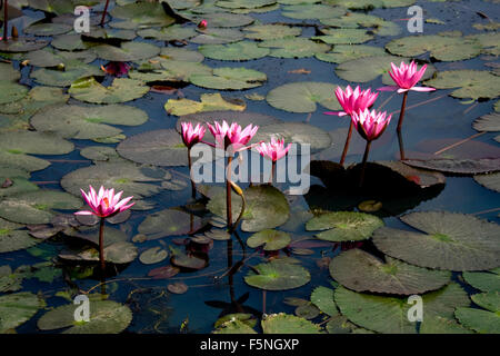 Red water lily in Bangladesh. Stock Photo