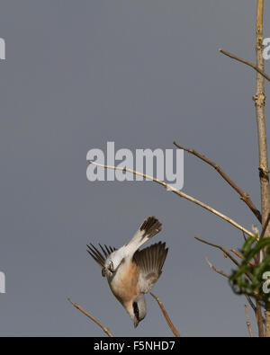 Male Red-backed Shrike in flight Stock Photo