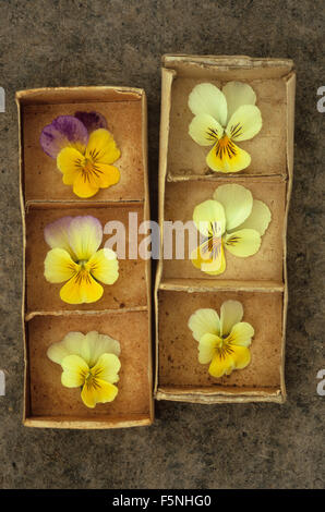 Two small cardboard boxes each with three compartments each containing cream or yellow flowerheads of pansies Stock Photo