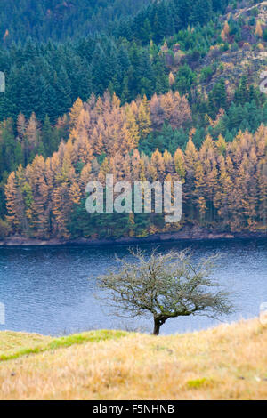 Looking across Llyn Brianne Reservoir, Mid Wales, UK in November with Autumn foliage colours Stock Photo
