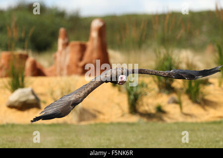 Close up of a Turkey Vulture in flight Stock Photo