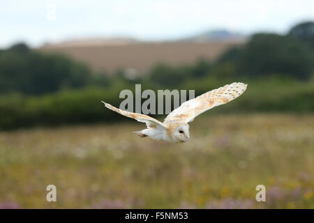 Close up of a Barn Owl flying over a wild flower meadow