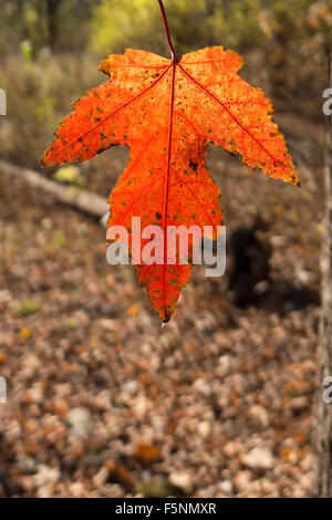 Brilliantly colored maple leaf hanging. Stock Photo