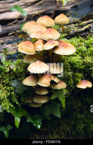 Sulpher tuft fungus Hypholoma Fasciculare growing on a rotting log Stock Photo