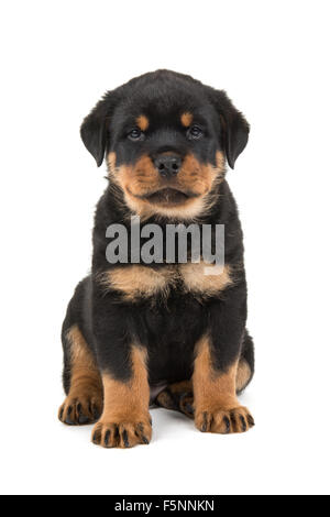 Cute sitting rottweiler puppy Stock Photo