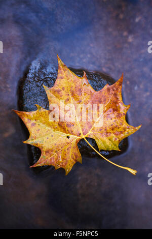 Colorful maple leaf on rock in Howard County, Maryland Stock Photo