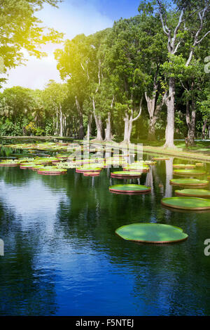 The lake in park with Victoria amazonica, Victoria regia. Mauritius. Stock Photo