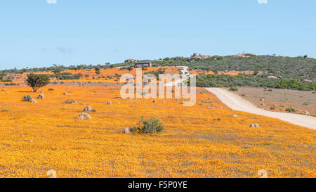 SKILPAD, SOUTH AFRICA - AUGUST 19, 2015: A park ranger on the Roof of Namaqualand viewpoint in Skilpad in the Namaqua National P Stock Photo