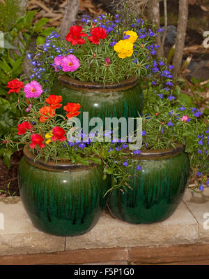 Mass of colourful spring flowering annuals, yellow, red, pink  portulacas & blue lobelia in dark green ceramic container / strawberry pot Stock Photo