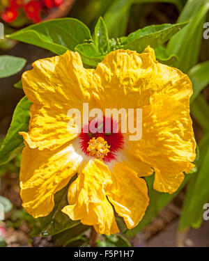 Huge vivid yellow flower with red throat of Hibiscus 'Granada' - surrounded by emerald green leaves Stock Photo