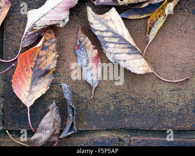 Beautiful autumn leaves on rustic paving. From cherry tree. Stock Photo