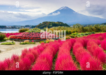 Fuji Mountain, Japan with kokia bushes at Oishi Park. Stock Photo