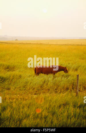 horse in field at sunset Stock Photo