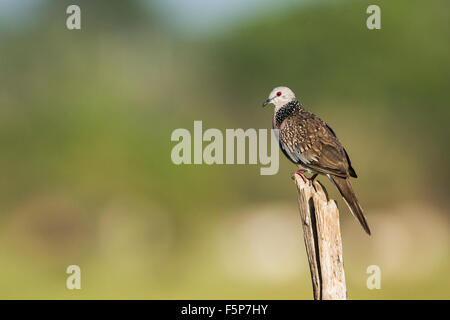 spotted dove specie Streptopelia chinensis in Pottuvil nature reserve Stock Photo