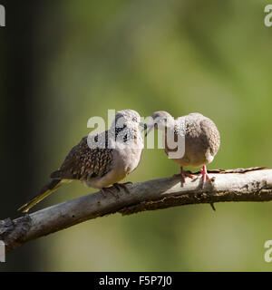 spotted dove specie Streptopelia chinensis Stock Photo