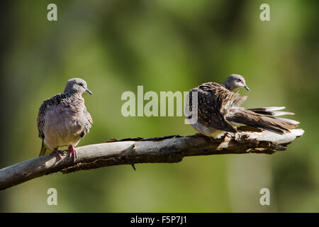 spotted dove specie Streptopelia chinensis Stock Photo