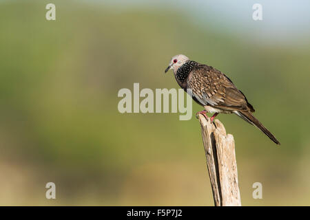 spotted dove specie Streptopelia chinensis in Pottuvil nature reserve Stock Photo