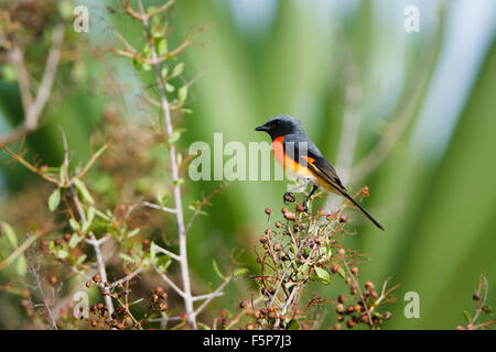 Small minivet specie Pericrocotus cinnamomeus in Pottuvil nature reserve Stock Photo