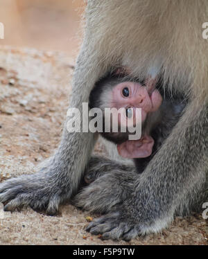 Vervet monkey baby feeding Stock Photo