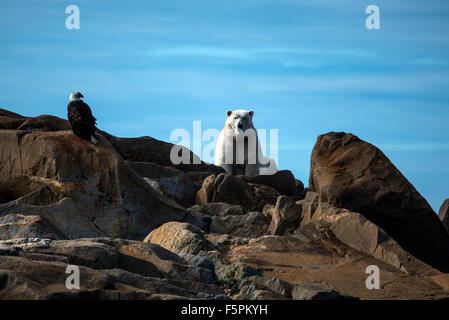 Polar Bear adult (Ursus maritimus) sitting on rocks with Bald Eagle (Haliaeetus leucocephalus) Churchill, Manitoba, Canada Stock Photo