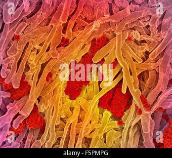 Streptomyces coelicoflavus bacteria. Coloured scanning electron micrograph (SEM) of Streptomyces coelicoflavus bacteria Stock Photo