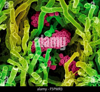 Streptomyces coelicoflavus bacteria. Coloured scanning electron micrograph (SEM) of Streptomyces coelicoflavus bacteria Stock Photo