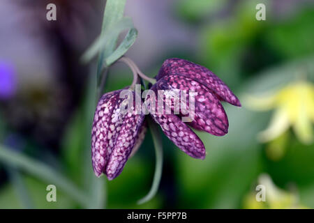 two twin double headed flower flowered fritillaria meleagris purple mutant abnormal growth growing flowers flowering RM Floral Stock Photo