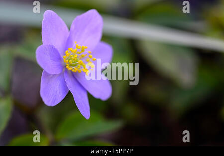 anemone nemorosa robinsoniana blue shade flowers flower flowered wood woodland shade shady shaded plant RM floral Stock Photo