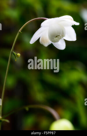 Anemonopsis macrophylla alba white flower flowers rare woodland woodlander shade shady japanese japan native plant RM Floral Stock Photo