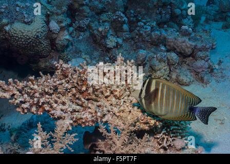 Red Sea sailfin tang or Desjardin's sailfin tang (Zebrasoma desjardinii), Acanthuridae, Sharm el Sheikh, Red Sea, Egypt Stock Photo