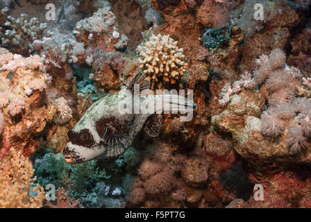 Puffferfish, Arothron diadematus,  Sharm el Sheikh, Red Sea, Egypt Stock Photo