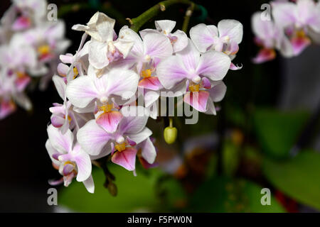Doritaenopsis super rostris Phalaenopsis hybrid white pink flower flowers flowering orchid orchids plant RM floral Stock Photo