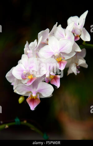 Doritaenopsis super rostris Phalaenopsis hybrid white pink flower flowers flowering orchid orchids plant RM floral Stock Photo