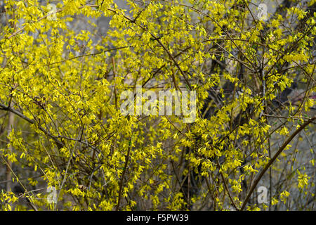 forsythia suspensa vahl weeping forsythia golden-bell yellow flower flowers flowering tree shrub RM Floral Stock Photo