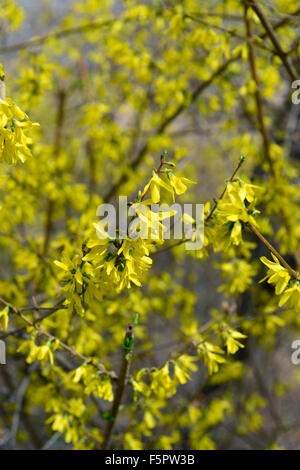 forsythia suspensa vahl weeping forsythia golden-bell yellow flower flowers flowering tree shrub RM Floral Stock Photo