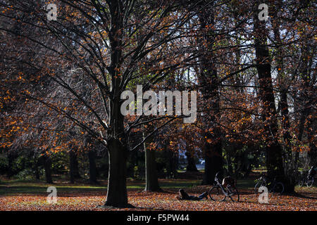 Berlin, Germany. 8th Nov, 2015. A woman reads at a forest park in Berlin, Germany, on Nov. 8, 2015. Credit:  Zhang Fan/Xinhua/Alamy Live News Stock Photo