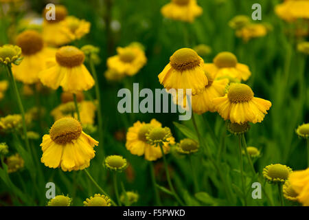helenium golden youth syn Goldene Jugend yellow heleniums sneezeweed flower flowers flowering perennial RM Floral Stock Photo