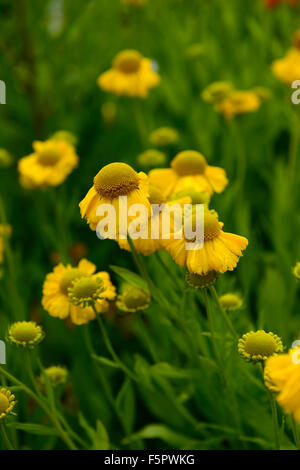 helenium golden youth syn Goldene Jugend yellow heleniums sneezeweed flower flowers flowering perennial RM Floral Stock Photo