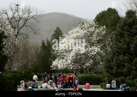 magnolia denudata desr Yulan Magnolia white flower flowers tree spring bloom blossom RM Floral Beijing Botanical gardens Stock Photo