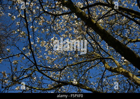 magnolia x loebneri merrill white flowers flower flowering blue sky skies spring tree trees deciduous RM Floral Stock Photo