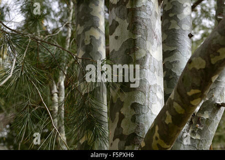pinus bungeana Lacebark Pine mottled ornamental feature exfoliating bark attractive tree trunk trees RM Floral Stock Photo