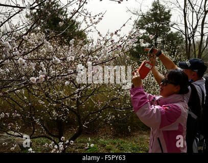 Chinese couple photographing prunus mume flower flowers blossom blossoms Japanese apricot tree spring RM floral Stock Photo