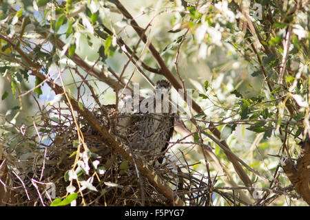 Two Cooper's Hawk Chicks Standing in Nest Stock Photo