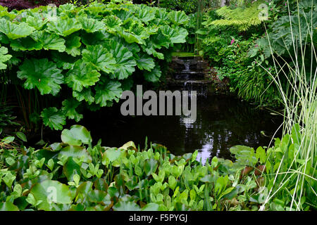 Pond surrounded by giant rhubarb Gunnera manicata water feature garden gardening  garden design Gardens RM Floral Stock Photo