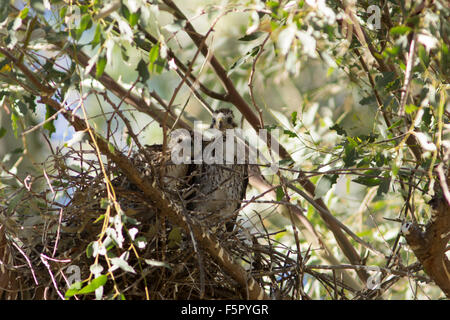 Two Cooper's Hawk Chicks in Nest Stock Photo